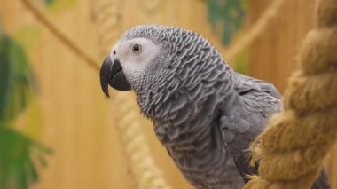 A Congo grey parrot perches on a rope, looking around its indoor environment