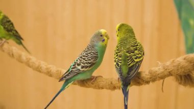 İki papağan bir halat tüneğinde birbirlerini kolluyorlar.
