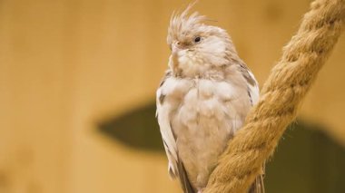 Gri bir papağan ahşap bir duvara karşı bir ipe tünemiş.