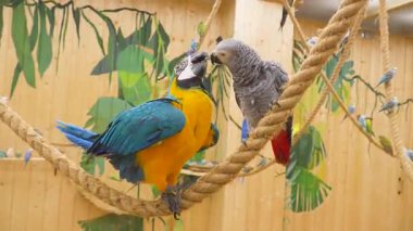 A blue-and-yellow ara macaw and a Congo grey parrot interact on a rope perch