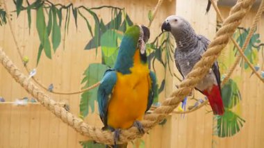 A blue and yellow ara macaw and a Congo grey parrot interact on a rope perch