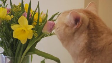 Kedi ilginç bir şekilde evinde renkli çiçek buketini keşfediyor.