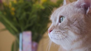 Kızıl kedi ilginç bir şekilde evin içinde canlı bir buket çiçeğe bakıyor.