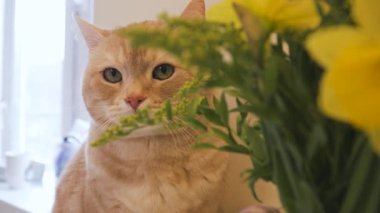 Kızıl kedi ilginç bir şekilde sıcak ev ortamında bir buket taze çiçeği gözlemler.