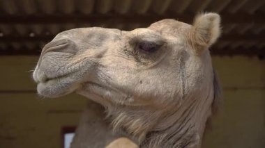 Jaipur 'da bir deve çiftliğinde dışavurumcu deve gözü ve gülümseyen ağız.