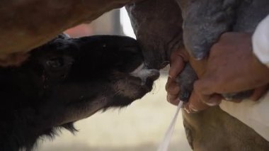 Jaipur, Hindistan 'daki deve çiftliğinde geleneksel sağma işlemine yakın çekim