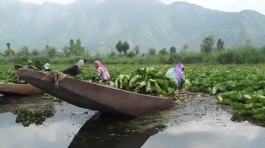 Srinagar, Hindistan - 10 Haziran 2018: Teknenin önünde oturan karga Dal Gölü 'ndeki nilüfer hasadına bakıyor