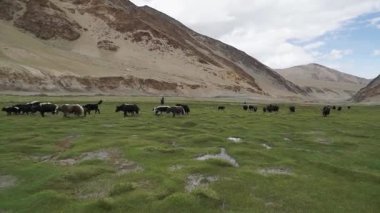 Yerli öküzler Hindistan 'ın Ladakh bölgesinde huzur içinde otluyor.