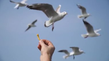 hand holds french fry against clear blue sky Seagulls fly to snatch the fry