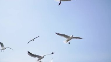 Seagulls fly against a clear blue sky creating a dynamic flock