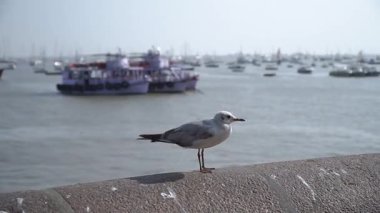 A seagull stands on a concrete ledge by the water, with boats in the background