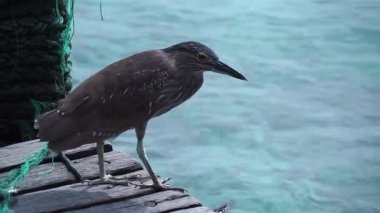Explore luxury stilt houses on paradise Mabul island in Malaysia