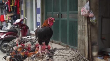 Vibrant Cai Rang market experience with seafood and poultry in Vietnam