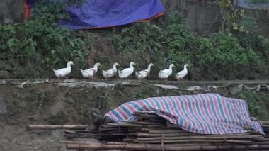 Güneşli bir günde Sa Pa, Vietnam kırsalında yürüyen ördekler.