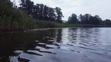 Ördekler gölde yüzer Letonya 'da sazlıklar ve ağaçlarla dalgalar yaratır.