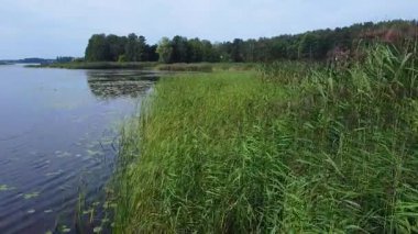 Letonya 'da kamışlı, zambak ve ağaçlı bir gölün havadan görünüşü