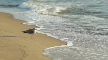 Martı, Baltık Denizi 'nin kumlu kıyılarında dalgaları gözlemliyor.