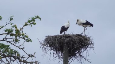 İki leylek bir direkte durur, bir kuş kakada.