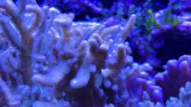 Gece saatlerinde canlı mercan resiflerinin sualtı keşfi