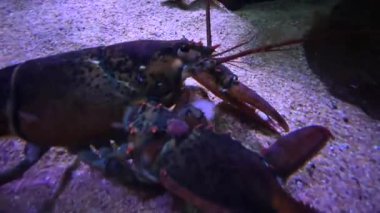 Istakoz akşam gözlemi sırasında akvaryumda karides yer.