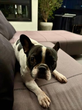 Sevimli Fransız Bulldog yumuşak ışıklandırmalı şık bir iç mekanda çağdaş bir kanepede rahatça uzanır. İçerisi sakin ve rahat bir ortam yaratarak köpeğin 39. ilginç ifadesini vurguluyor..