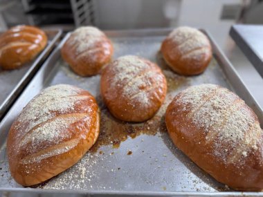 Fırında pişirilmiş altı somun ekmeğin yakın plan görüntüsü, altın kahverengidir ve unla kaplıdır, fırın mutfağında metal bir pişirme tepsisi üzerine dizilmiştir..