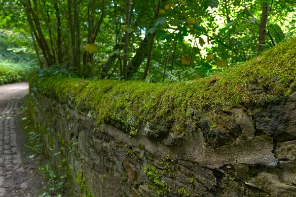 İskoçya, Edinburgh 'da taş bir duvarda Moss' un fotoğrafı çekildi.