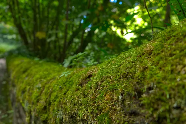 İskoçya, Edinburgh 'da taş bir duvarda Moss' un fotoğrafı çekildi.