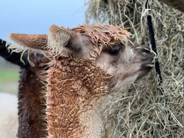 Alpaca çiftlikte bir şeyler atıştırıyor.
