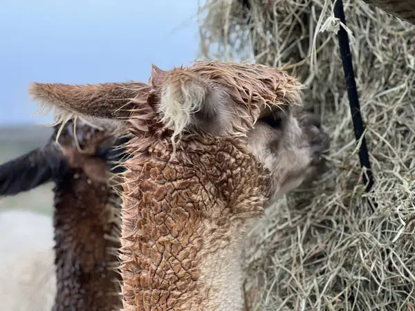 Alpaca çiftlikte bir şeyler atıştırıyor.