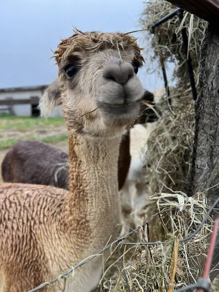 Alpaca çiftlikte bir şeyler atıştırıyor.