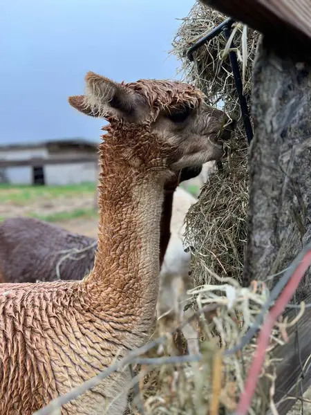 Alpaca çiftlikte bir şeyler atıştırıyor.