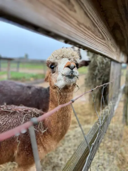Alpaca çiftlikte bir şeyler atıştırıyor.