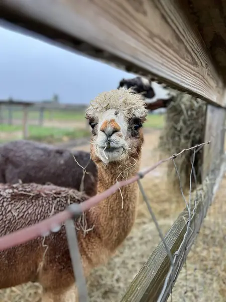 Alpaca çiftlikte bir şeyler atıştırıyor.