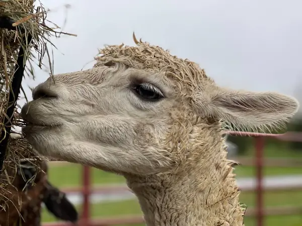 Beyaz lama çiftlikte bir şeyler atıştırıyor.
