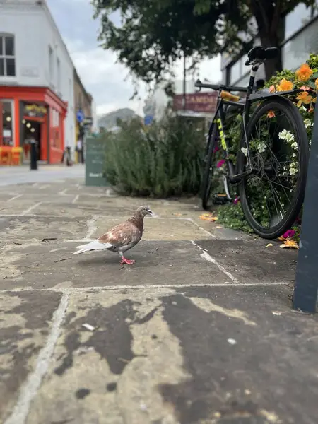 Londra, İngiltere 'de kaldırımda yürüyen kahverengi ve beyaz güvercinler