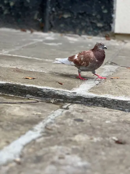 Londra, İngiltere 'de kaldırımda yürüyen kahverengi ve beyaz güvercinler