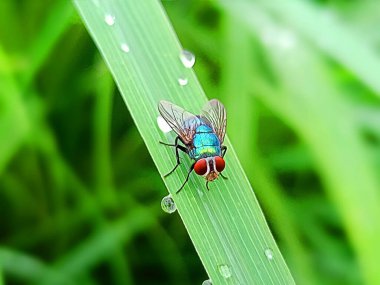 Yeşil şişe sineği (