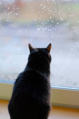 Yalnız bir kara kedi yağmur damlalarıyla kaplı pencereden bakıyor..