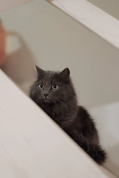 Egy Közeli Kép Egy Szürke Hím Macskáról Aki Lépcsőn Házban — Stock Fotó