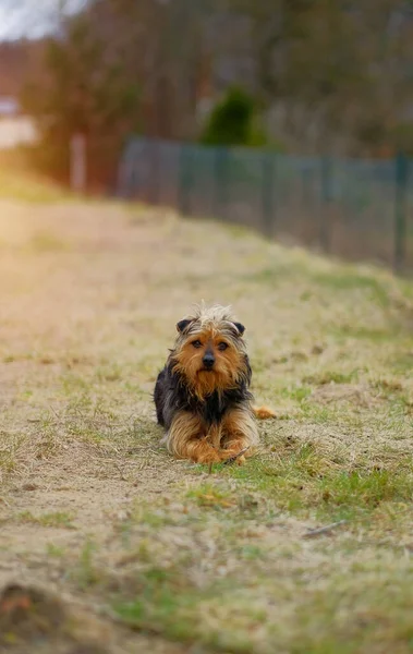 Een Eenzame Dakloze Hond Die Buiten Grond Ligt Verlaten Hond — Stockfoto
