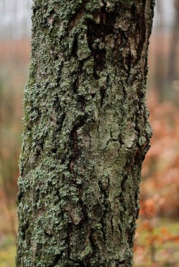 Ormandaki yaşlı ağaç kabuğu. Grunge ahşap dokusu.
