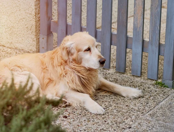 一只雄性拉布拉多猎犬坐在他家旁边 等待主人的到来 爱护动物机构 — 图库照片