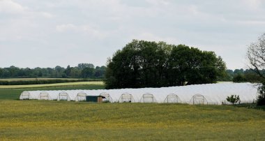 Almanya 'da sera yetiştiriciliği. Tarım sektörü. Bitkiler için kontrol edilen çevre yıl boyunca taze sebzeler.