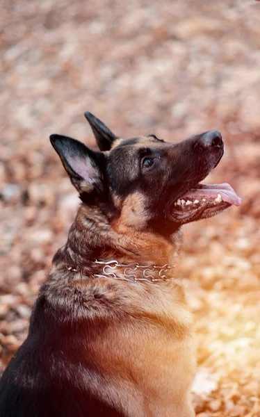 A young male German shepherd is sitting in the park. Pet-friendly policy. Dogs and animals protection. Obedience commands for dogs. Dog handling studies. Drug search dogs.