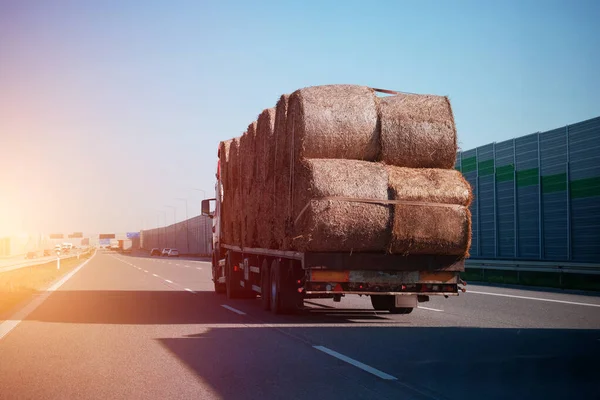 Agricultural machinery. Hay stacks after harvesting grain crops on a semi-trailer. Side rear view of the loaded bales of hay on the truck with trailer. Harvest delivery process concept.