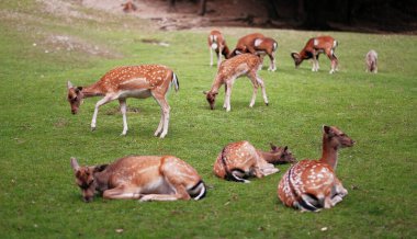 Ulusal Vahşi Yaşam Parkı 'ndaki sahada genç erkek geyiklerin ailesi. Bambi küçük geyikleri