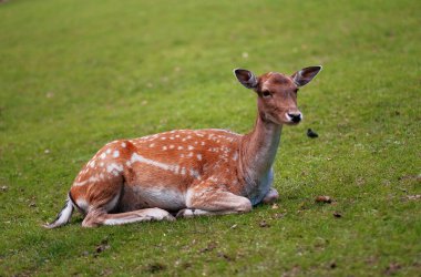 Çimlerin üzerinde seçici bir odak noktası olan genç bir erkek geyik. Bambi küçük geyik.