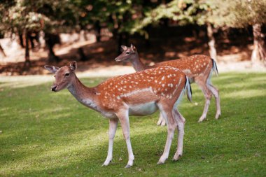 Ulusal vahşi yaşam parkında sahada iki genç erkek geyik. Bambi küçük geyikleri