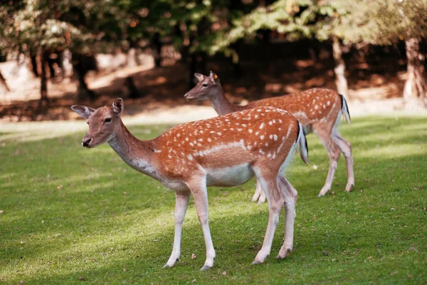 Ulusal vahşi yaşam parkında sahada iki genç erkek geyik. Bambi küçük geyikleri